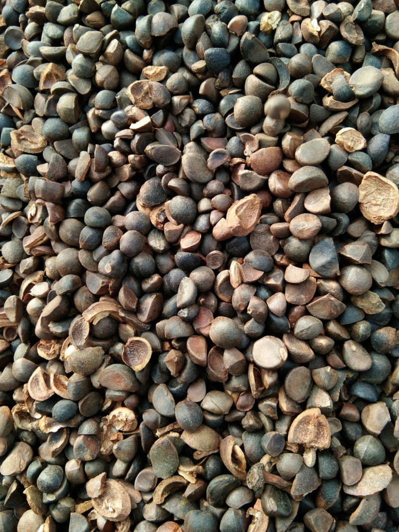 干油茶籽