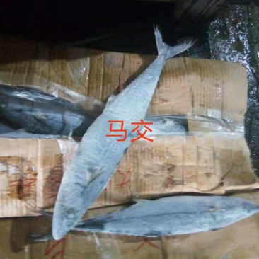 船冻马交