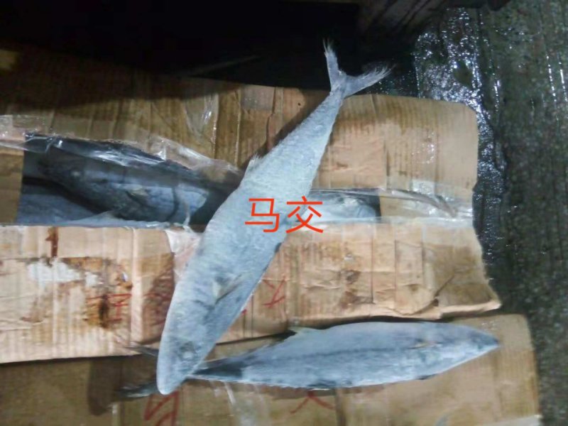 船冻马交