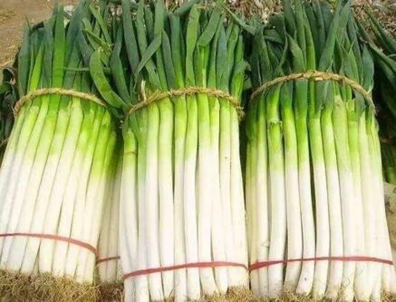 大葱