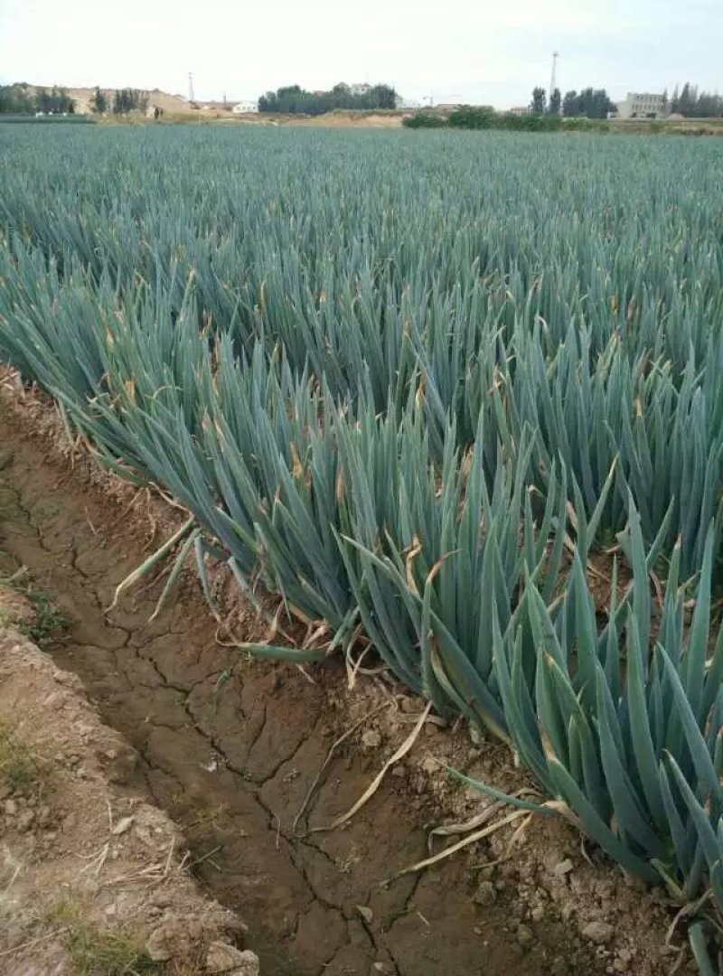大葱
