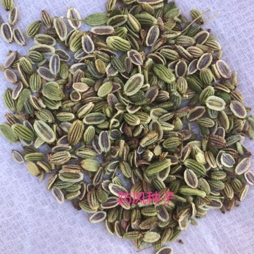 中药材防风种子，保证芽率