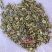 中药材防风种子，保证芽率