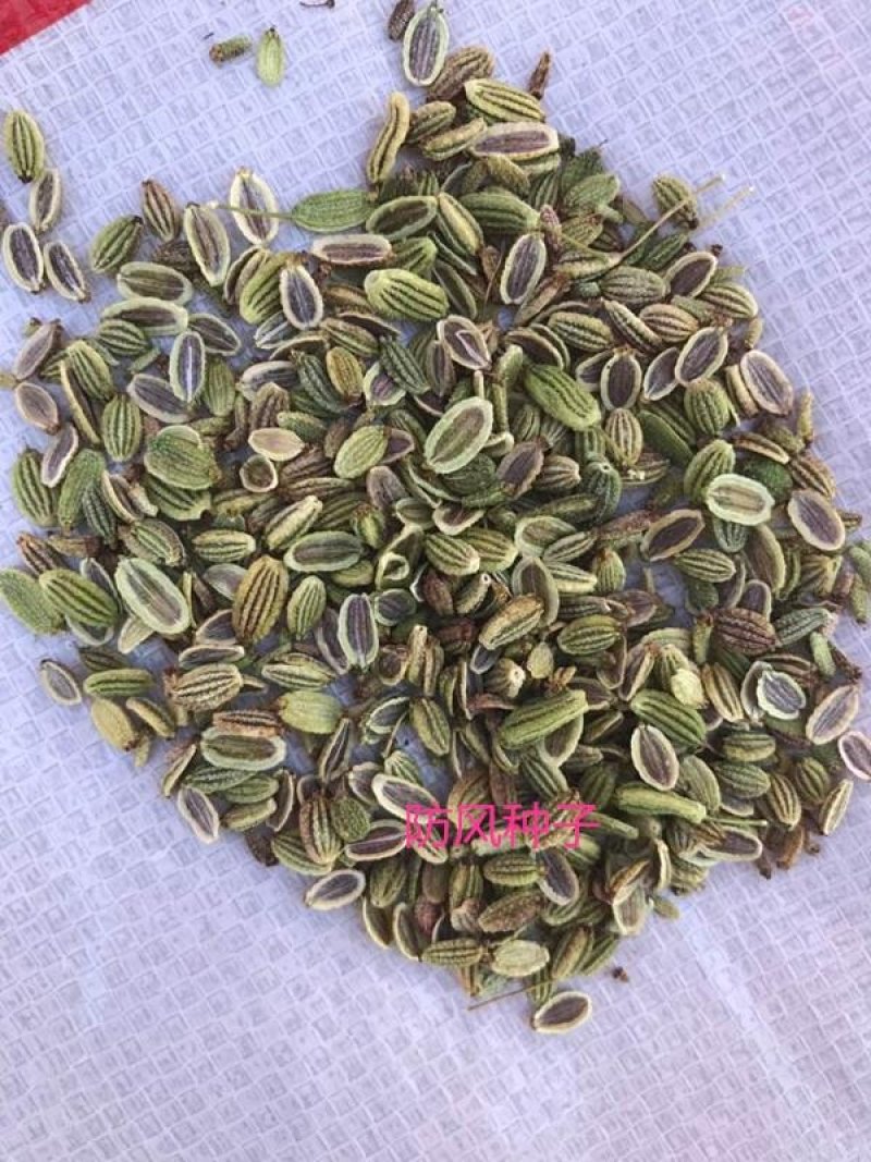 中药材防风种子，保证芽率