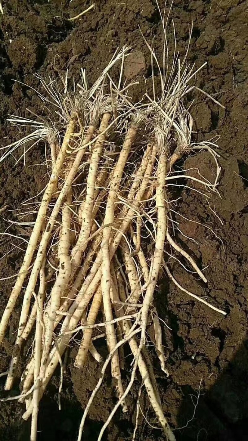 中药材防风种子，保证芽率