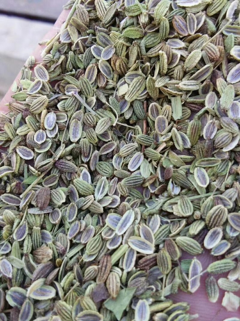 中药材防风种子，保证芽率