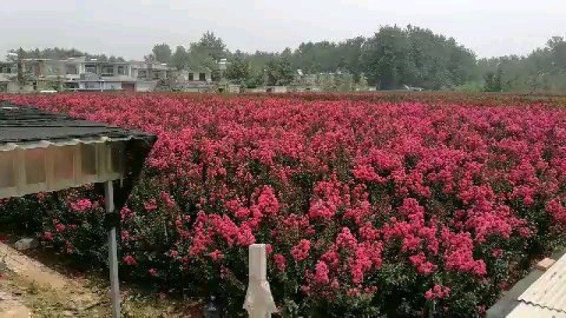 美国三红紫薇