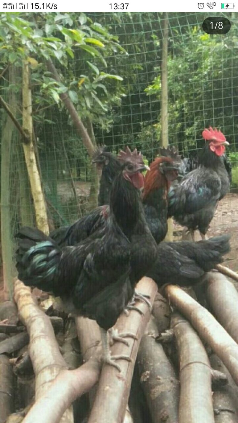 黑羽乌鸡