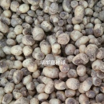 旱半夏种子种球畅销高收益品种，成活率高，出苗快