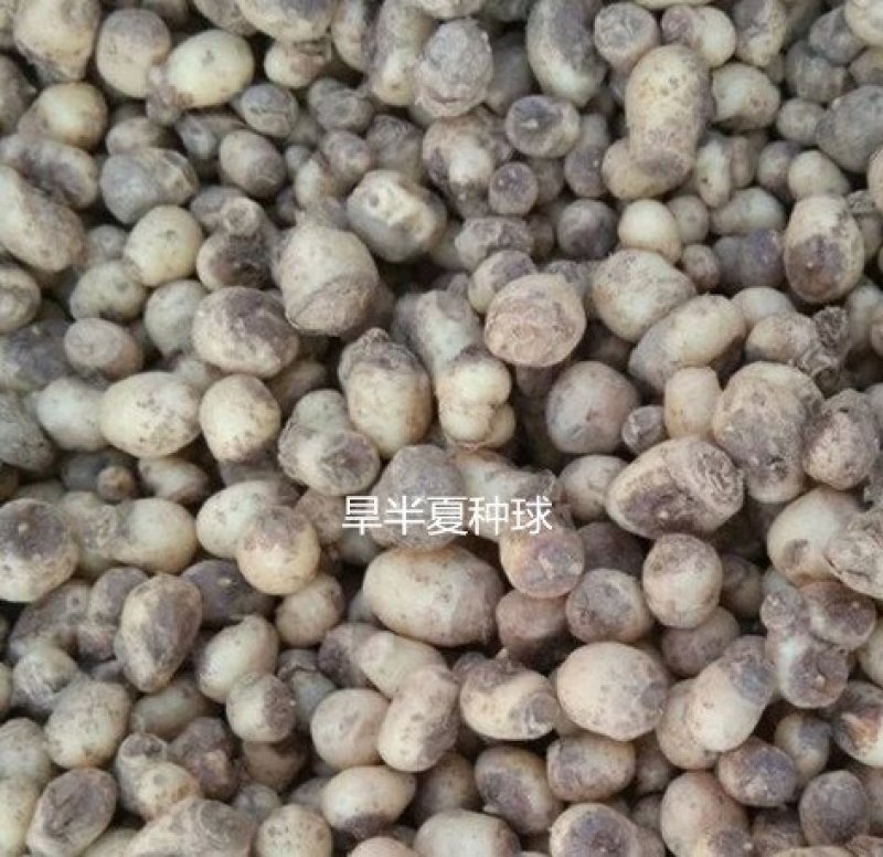 旱半夏种子种球畅销高收益品种，成活率高，出苗快