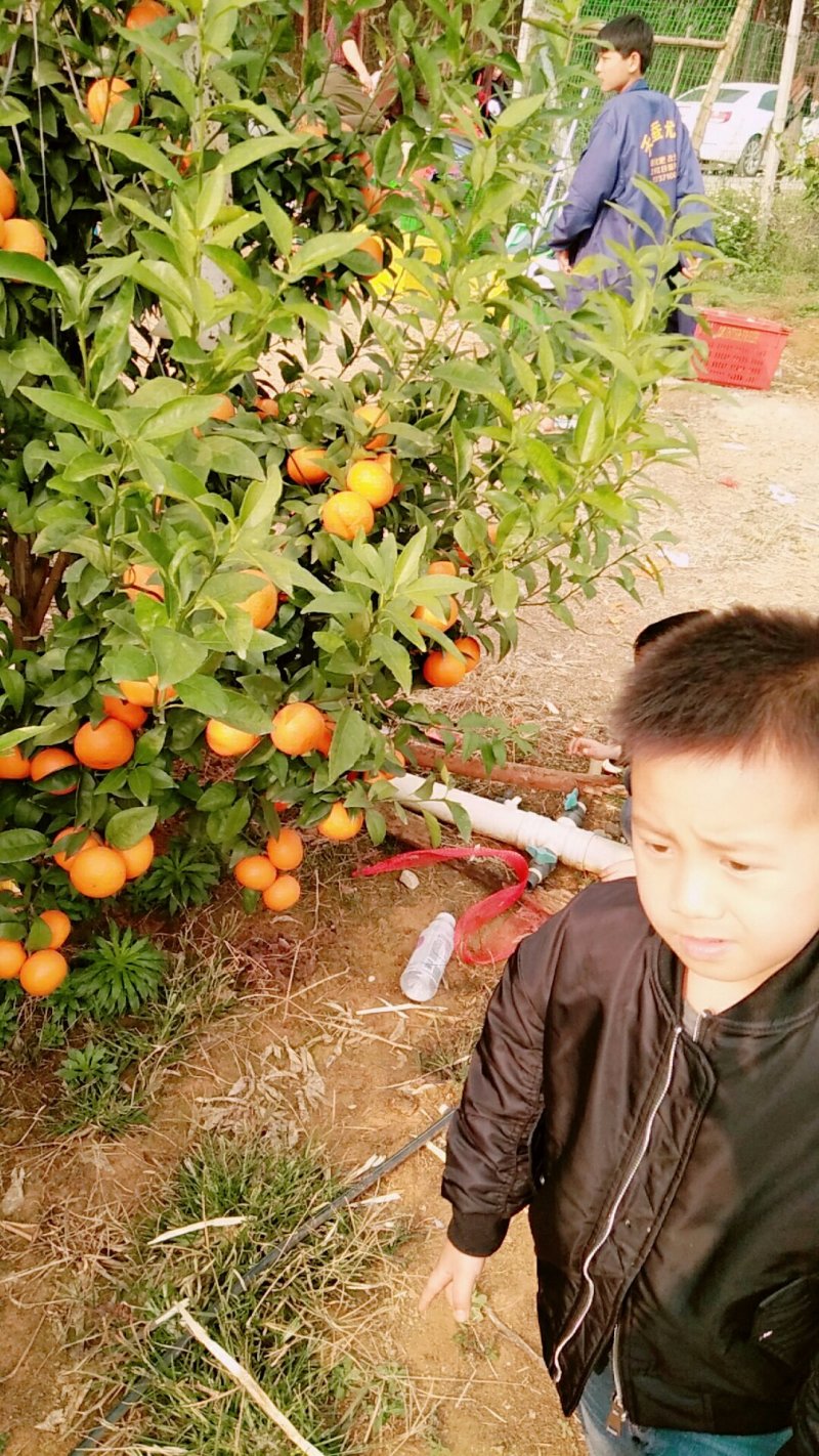 沙糖桔，沃柑等等