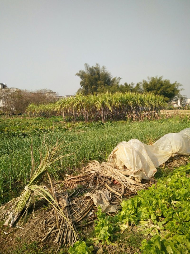 自家田地，产量高，质量保证