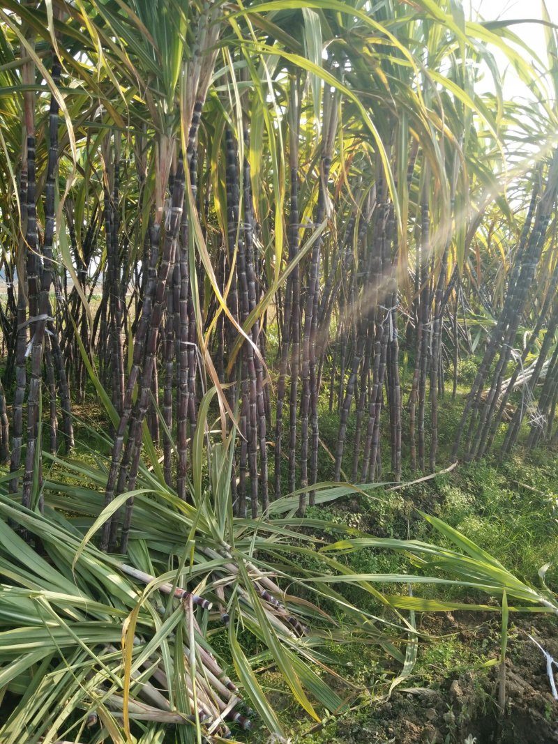 自家田地，产量高，质量保证