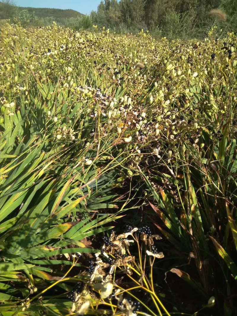中药材种子射干种子绿化工程用观赏类中药材
