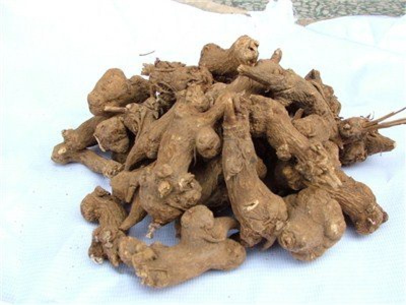 中药材种子白术种子保证芽率，好管理，收益高