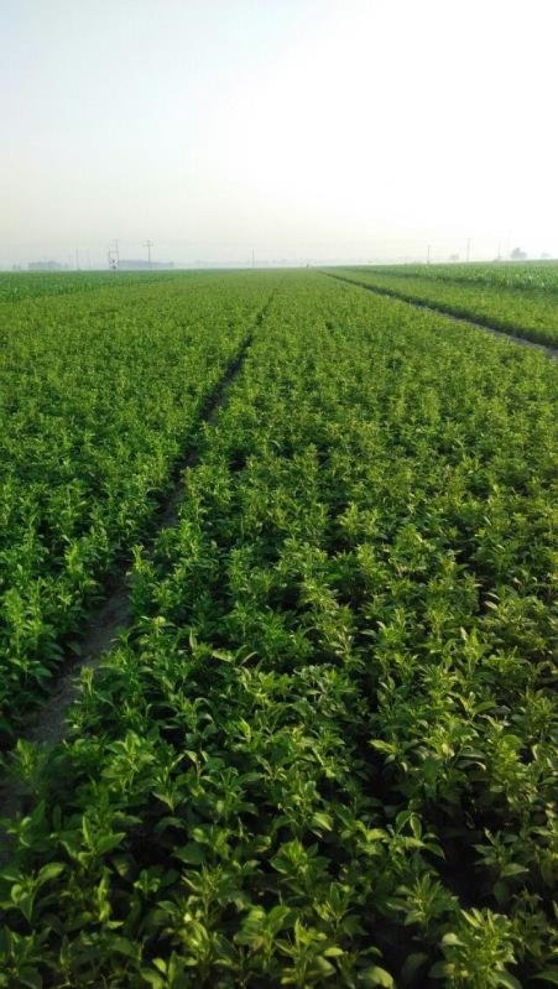 中药材种子白术种子保证芽率，好管理，收益高