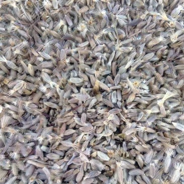 中药材种子白术种子保证芽率，好管理，收益高