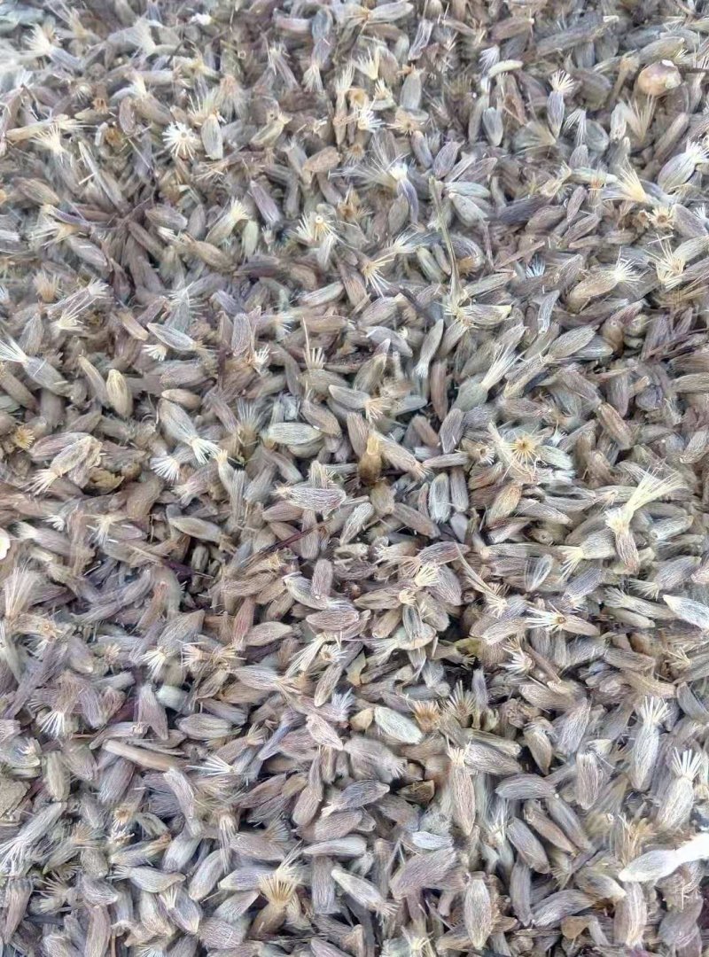 中药材种子白术种子保证芽率，好管理，收益高