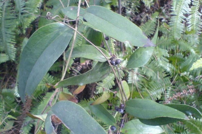 云南野生土茯苓茯苓片正宗野生土茯苓