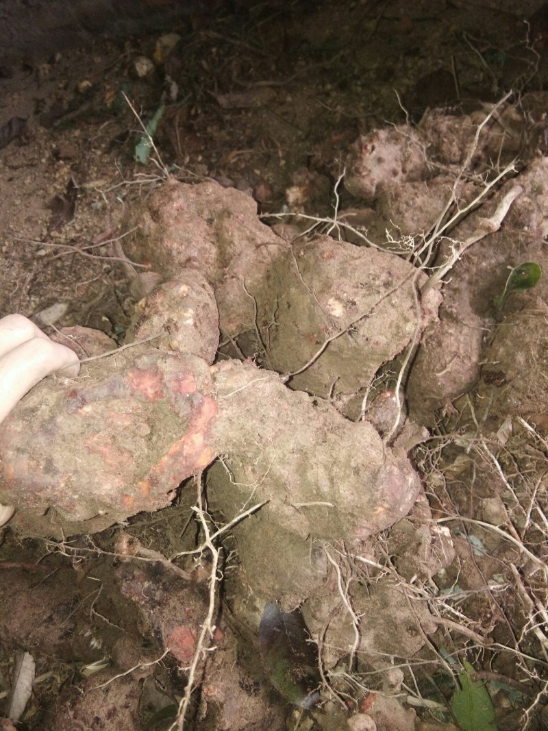 云南野生土茯苓茯苓片正宗野生土茯苓