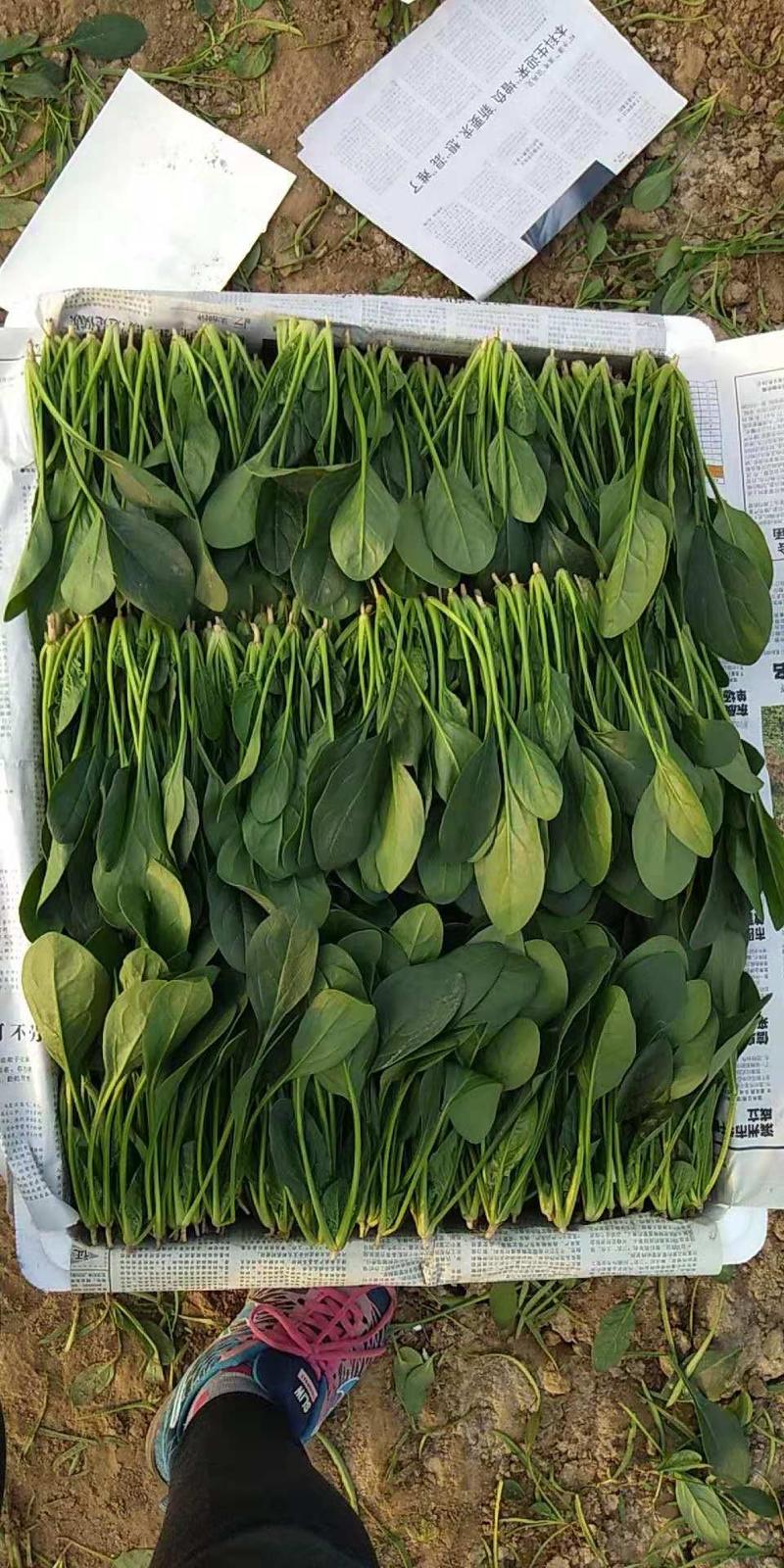 精品菠菜20-28厘米常年供应大量现货欢迎咨询产地直发