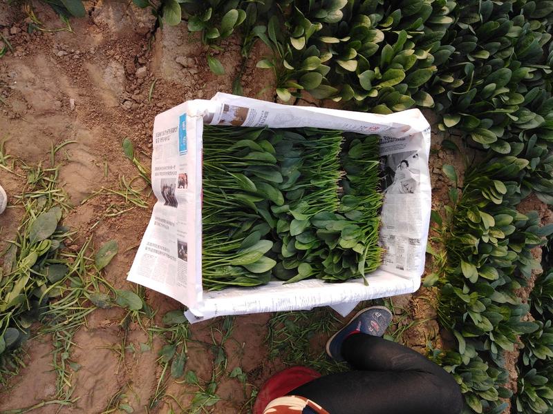 山东菠菜上市中，精品小菠菜，大叶菠菜货源充足，全国发货