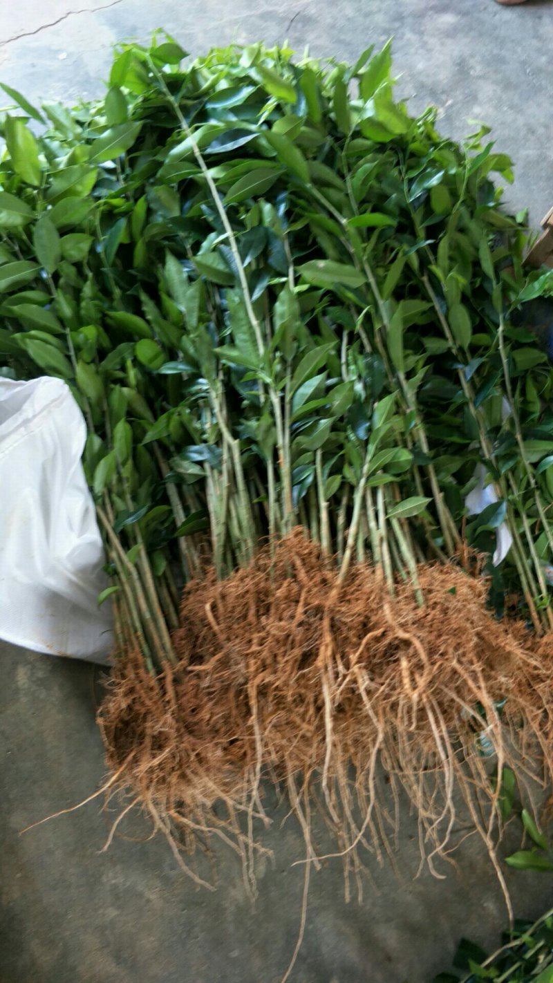 沉香苗☞沉香小苗/杯苗