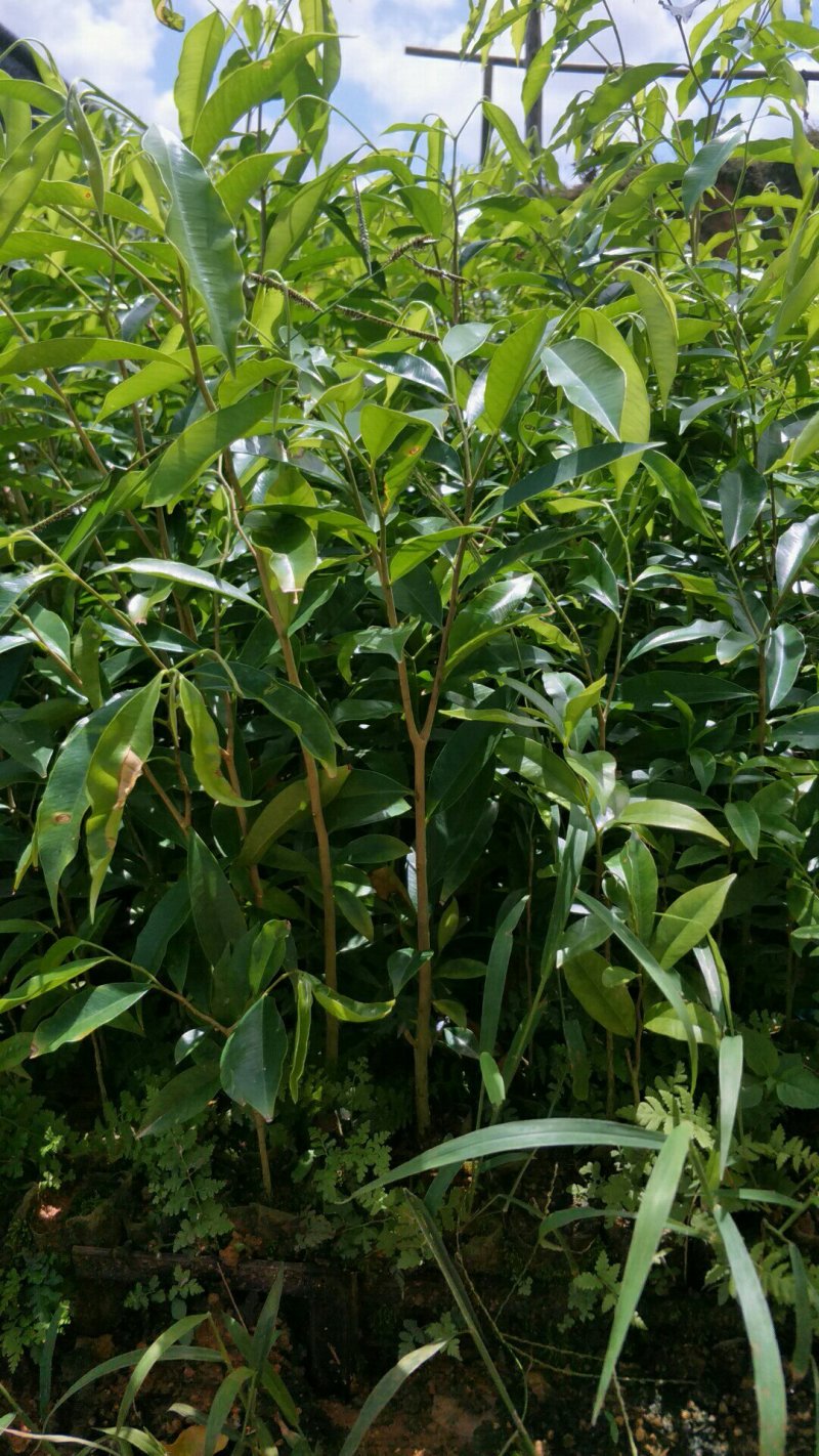 沉香苗☞沉香小苗/杯苗