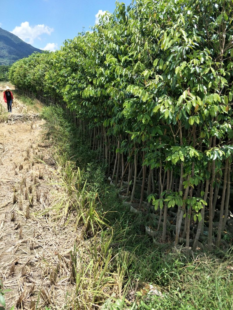 沉香苗☞沉香小苗/杯苗
