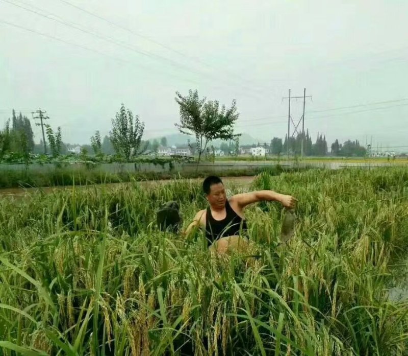 稻田生态甲鱼