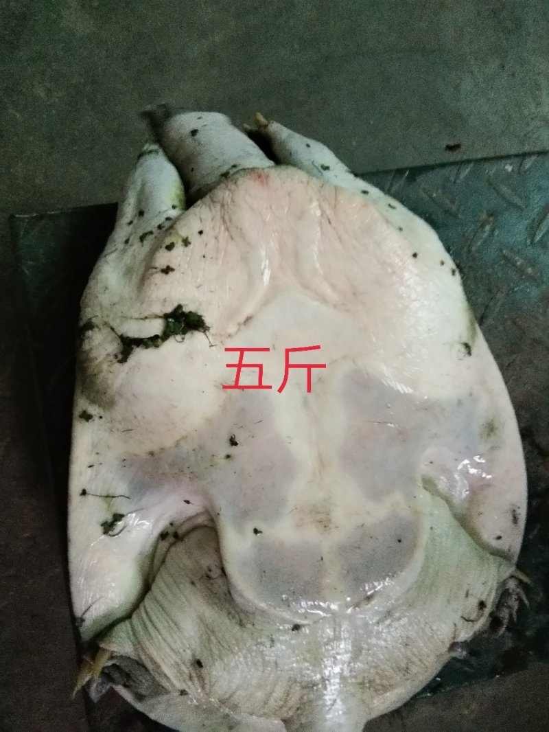 稻田生态甲鱼