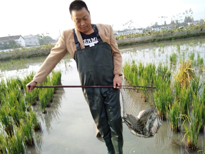 稻田生态甲鱼
