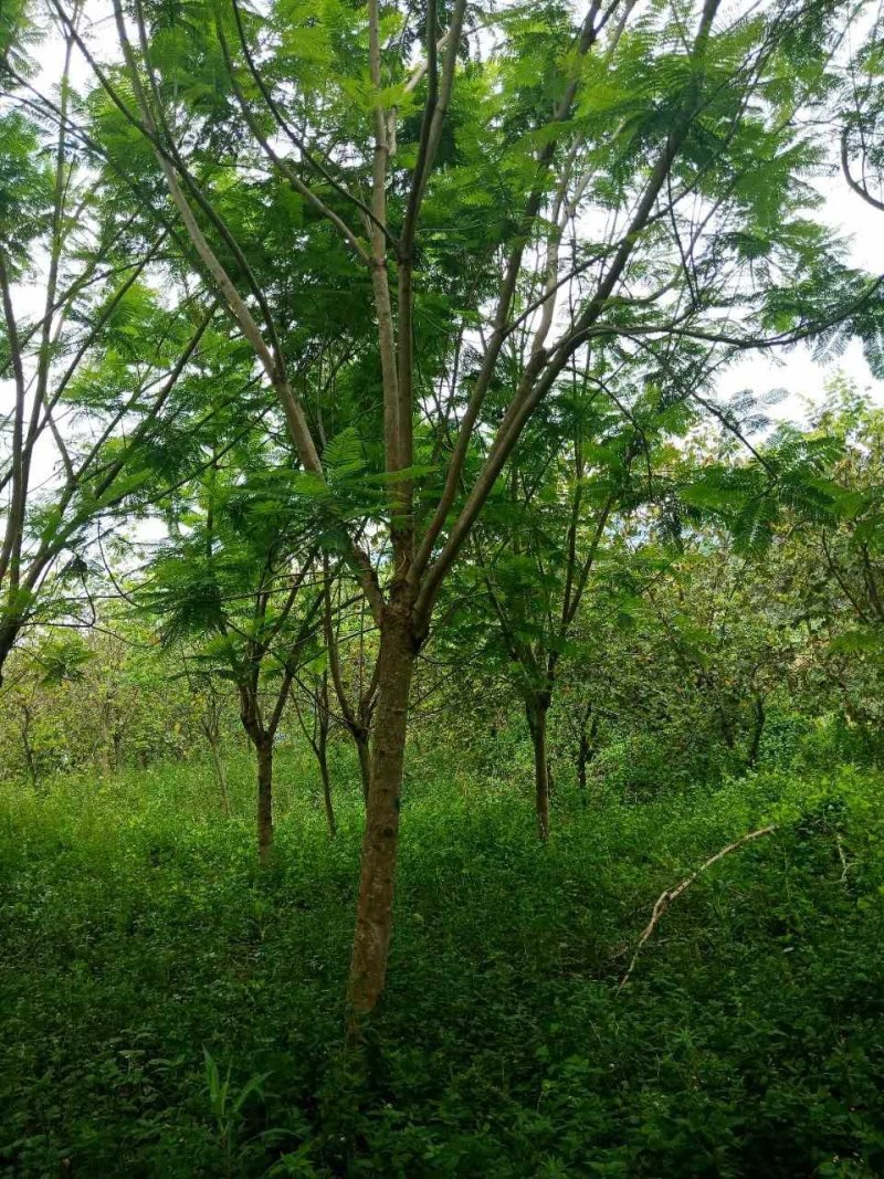 蓝花楹