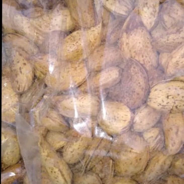 新疆巴坦木