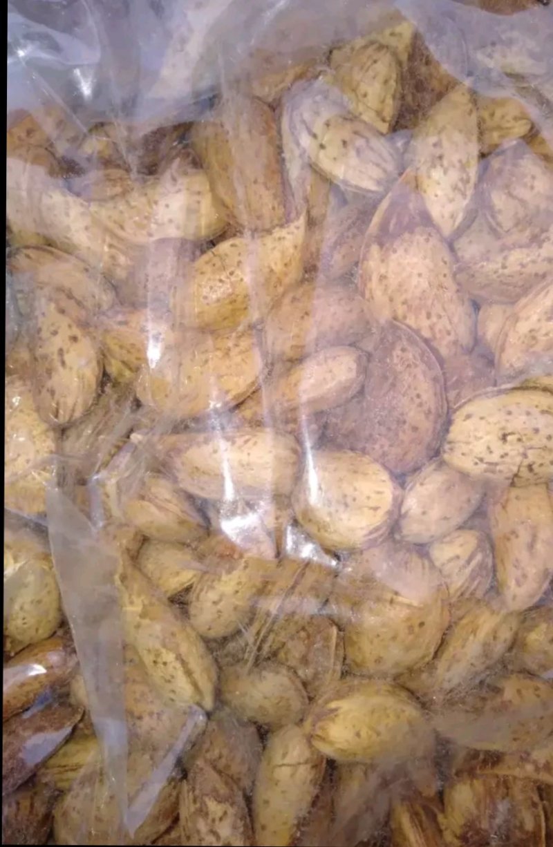 新疆巴坦木