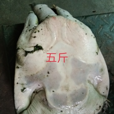 生态甲鱼，常年供应一两到5斤。
