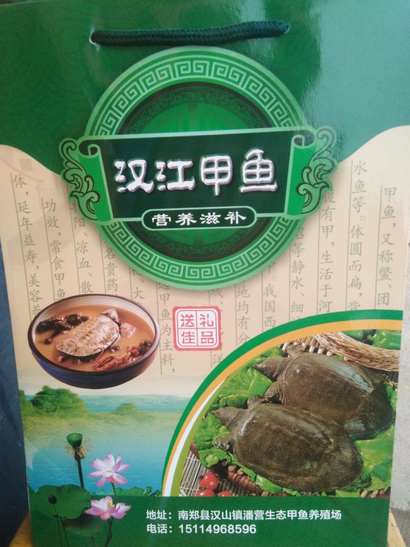 生态甲鱼，常年供应一两到5斤。