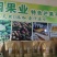 攀枝花凯特芒果干休闲零食芒果片零添加手工烤制休闲零食