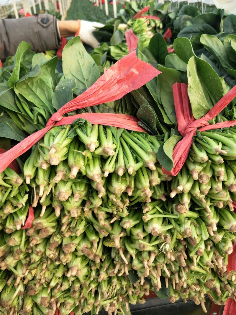菠菜