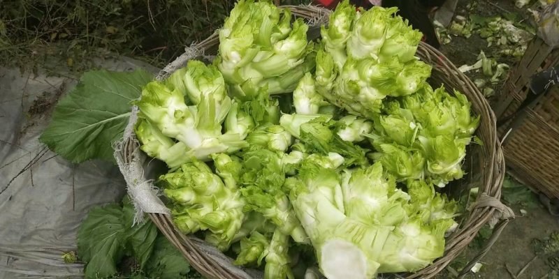 儿菜，基地直供。