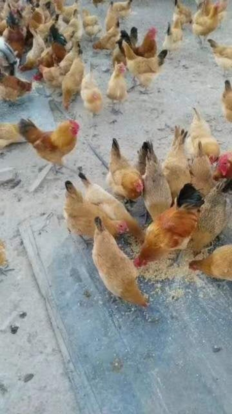 优质土鸡苗