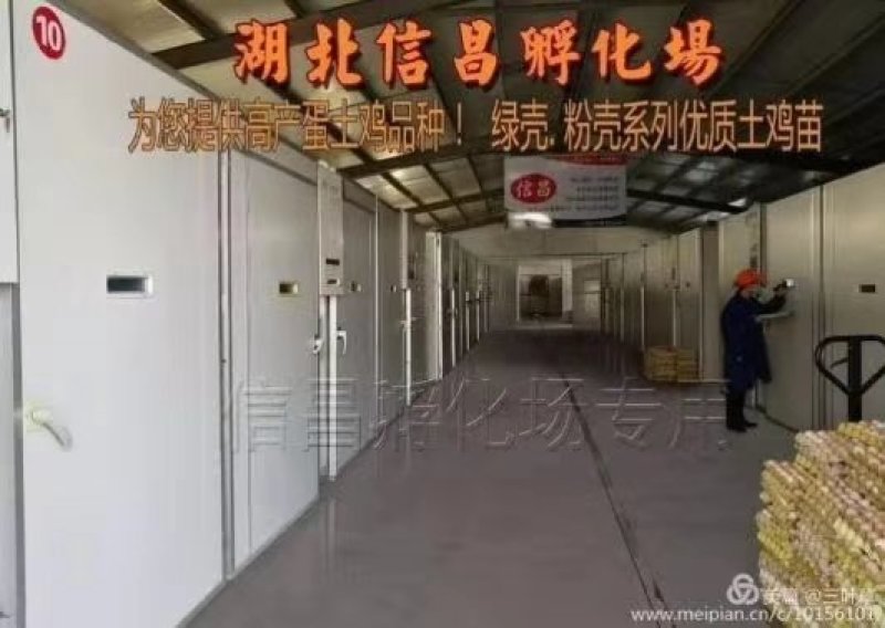 优质土鸡苗