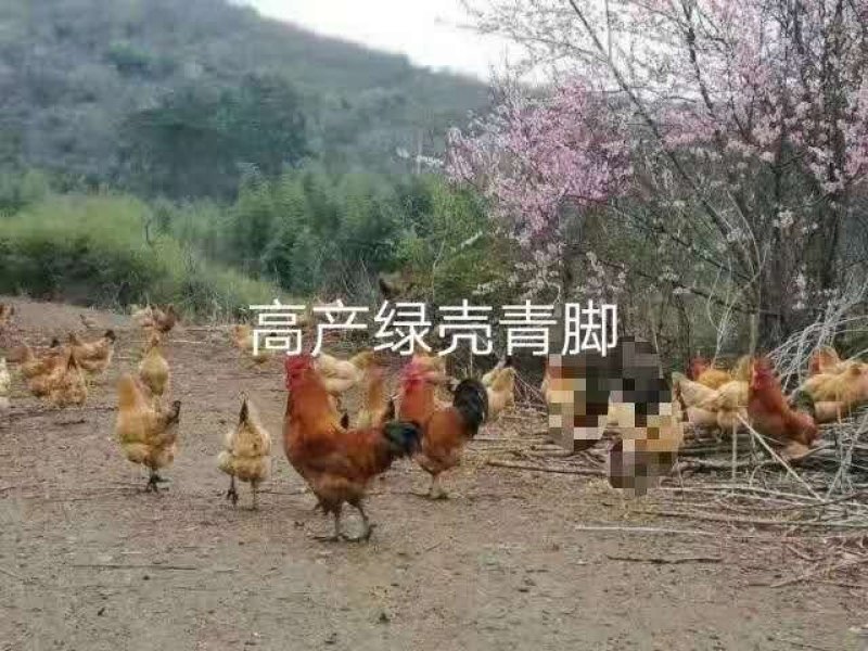 优质土鸡苗
