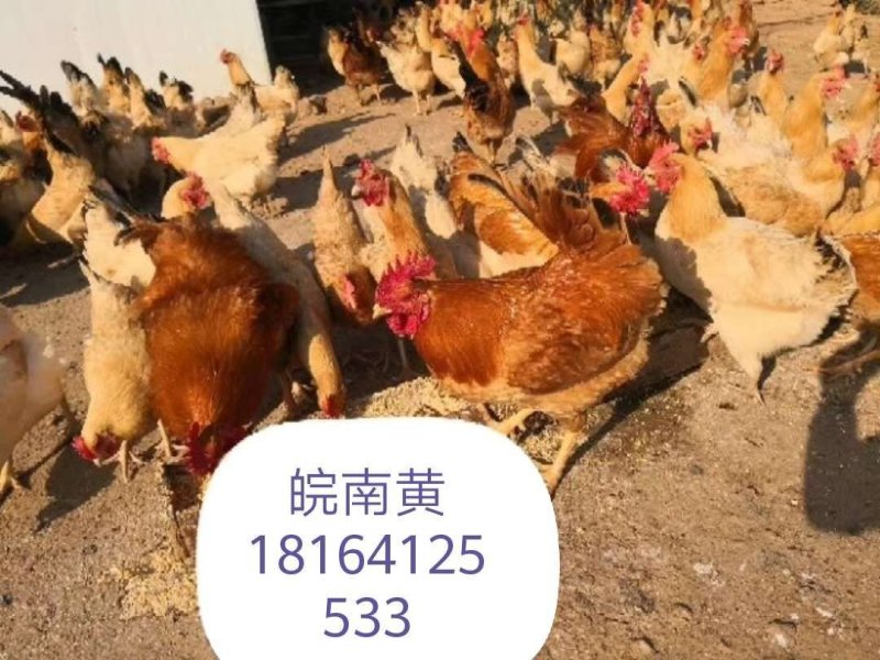 优质土鸡苗