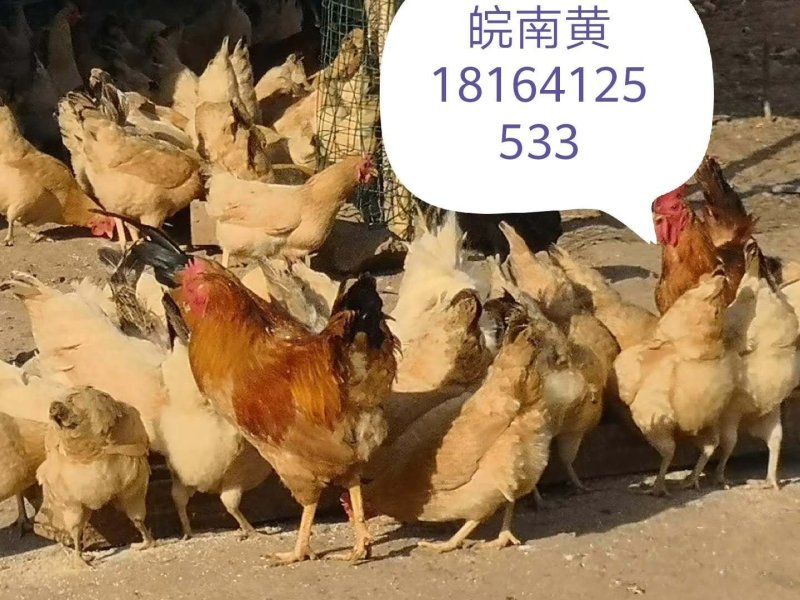优质土鸡苗