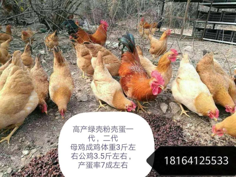 优质土鸡苗