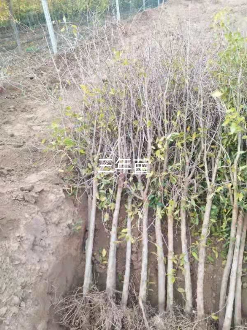 突尼斯软籽石榴苗