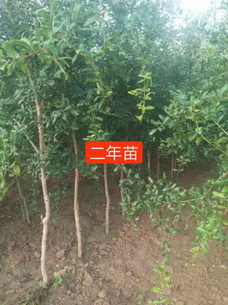 突尼斯软籽石榴苗