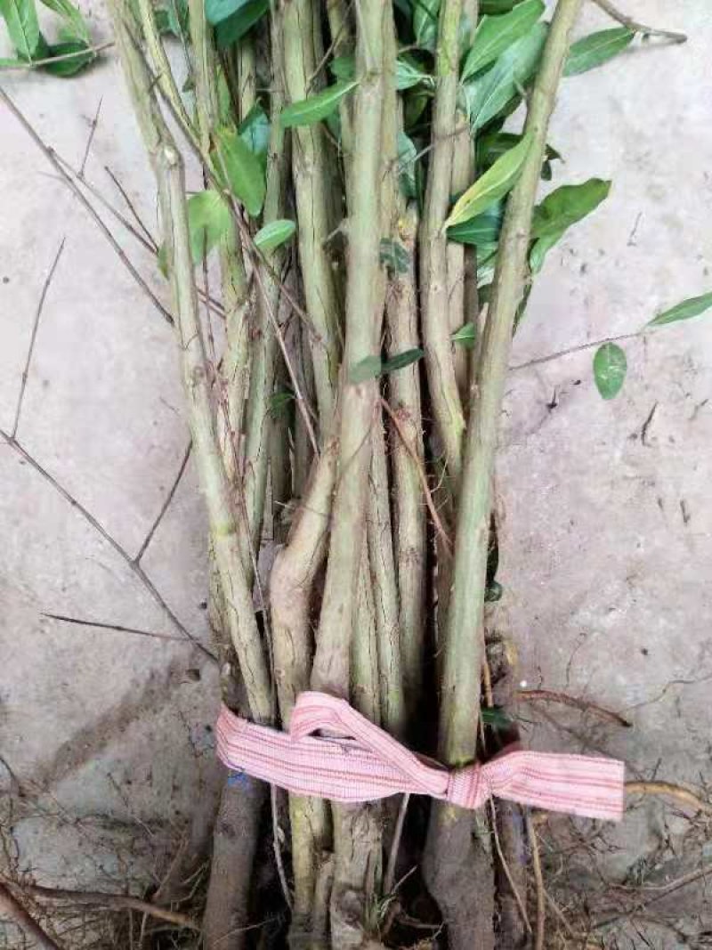 突尼斯软籽石榴苗