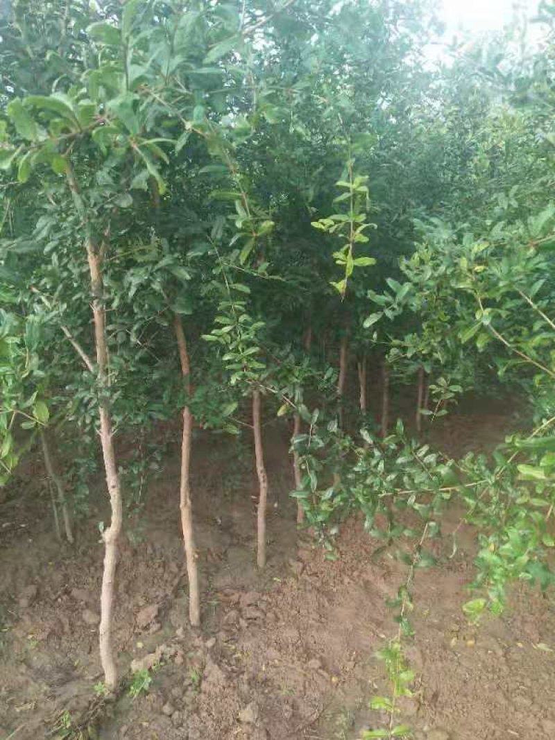 突尼斯软籽石榴苗